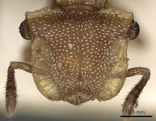 Cephalotes umbraculatus - CASENT0900238