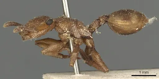 Cephalotes umbraculatus - CASENT0900238