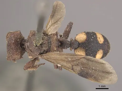 Cephalotes umbraculatus - CASENT0919605