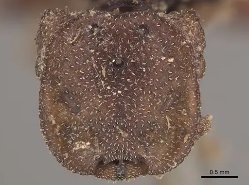 Cephalotes umbraculatus - CASENT0919605