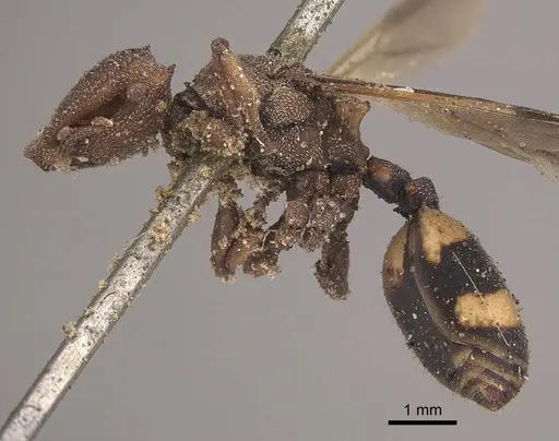 Cephalotes umbraculatus - CASENT0919605