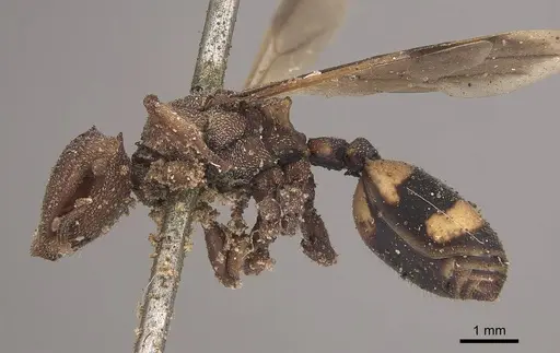 Cephalotes umbraculatus - CASENT0919605