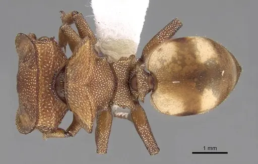 Cephalotes umbraculatus - CASENT0922582