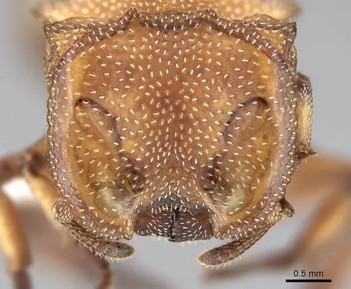Cephalotes umbraculatus - CASENT0922582