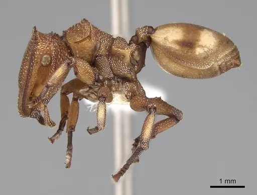 Cephalotes umbraculatus - CASENT0922582