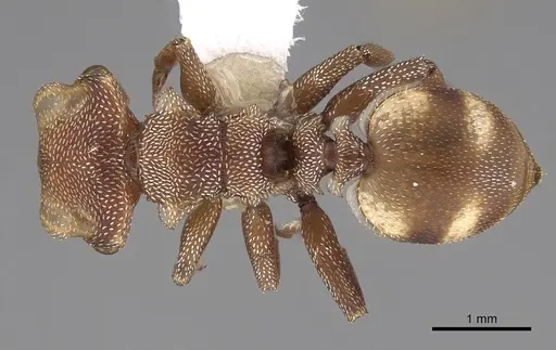 Cephalotes umbraculatus - CASENT0922583