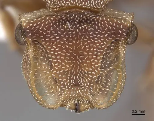 Cephalotes umbraculatus - CASENT0922583