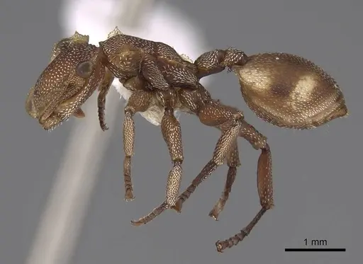 Cephalotes umbraculatus - CASENT0922583