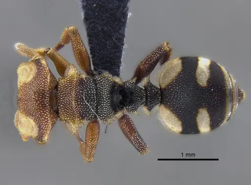 Cephalotes umbraculatus - CBUMAGENT41892