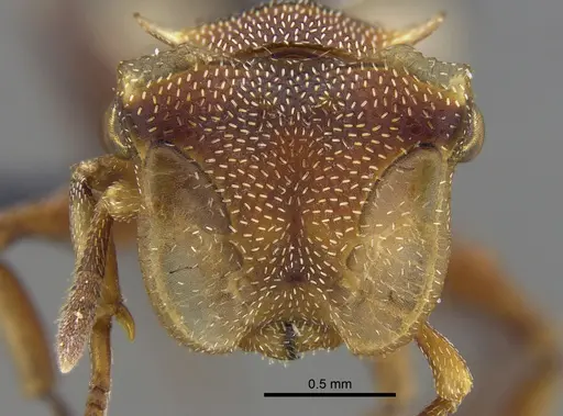 Cephalotes umbraculatus - CBUMAGENT41892