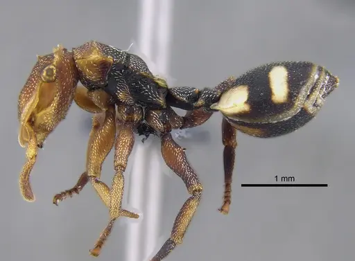 Cephalotes umbraculatus - CBUMAGENT41892