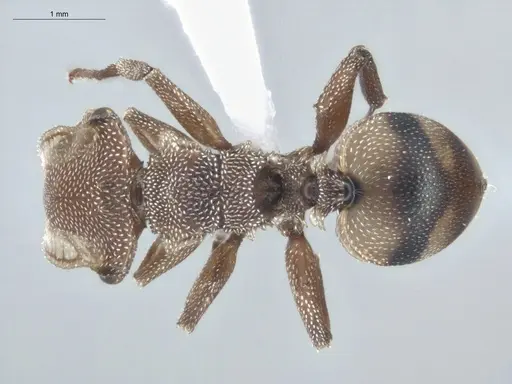 Cephalotes umbraculatus - ECOFOG-BUG-2179-07