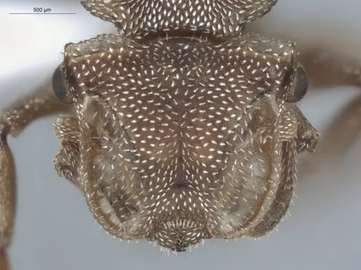 Cephalotes umbraculatus - ECOFOG-BUG-2179-07