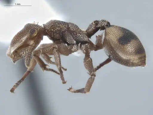 Cephalotes umbraculatus - ECOFOG-BUG-2179-07