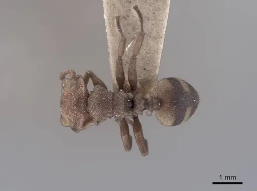 Cephalotes umbraculatus - FMNHINS0000047667