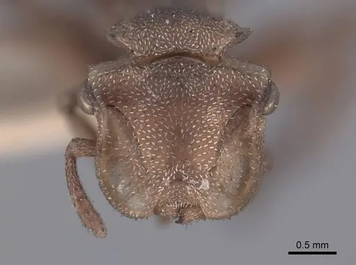 Cephalotes umbraculatus - FMNHINS0000047667