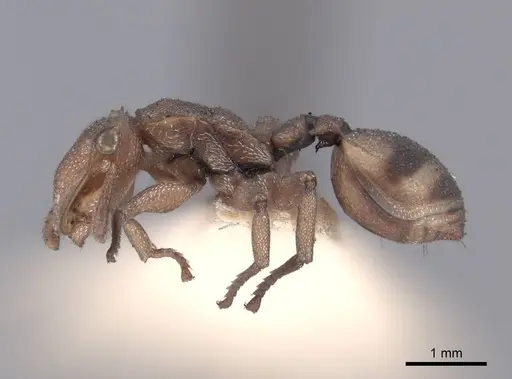 Cephalotes umbraculatus - FMNHINS0000047667