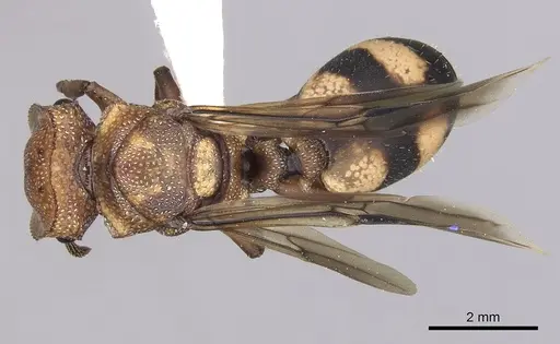 Cephalotes umbraculatus - INBIOCRI002281655