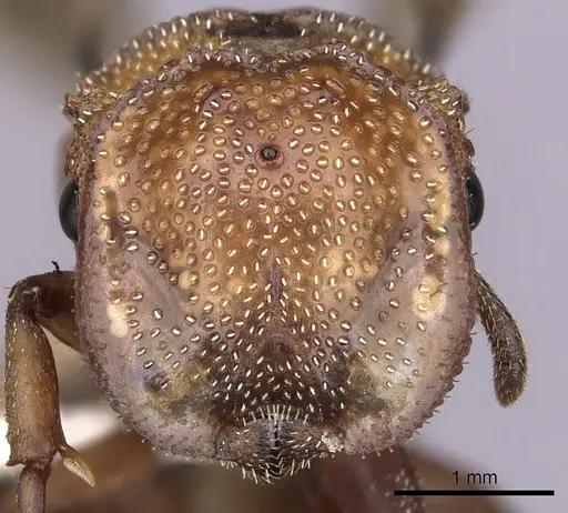 Cephalotes umbraculatus - INBIOCRI002281655