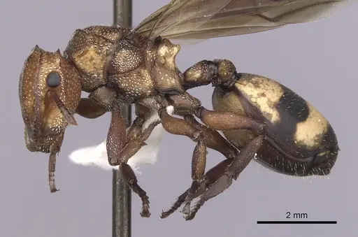 Cephalotes umbraculatus - INBIOCRI002281655