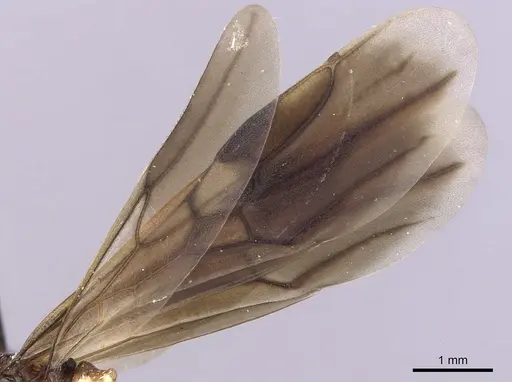 Cephalotes umbraculatus - INBIOCRI002281655