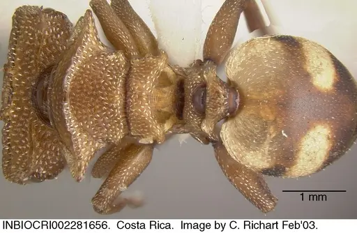 Cephalotes umbraculatus - INBIOCRI002281656