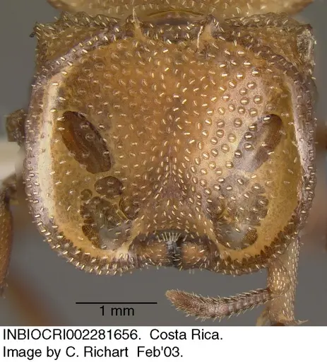 Cephalotes umbraculatus - INBIOCRI002281656