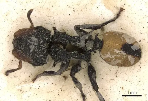Cephalotes unimaculatus specimen