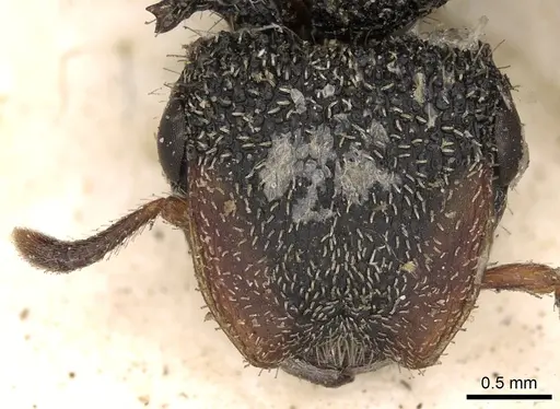 Cephalotes unimaculatus specimen