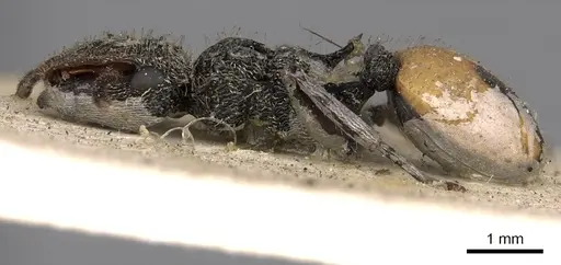 Cephalotes unimaculatus specimen