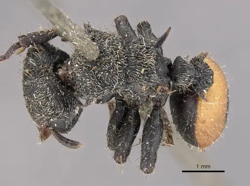 Cephalotes unimaculatus - CASENT0909263
