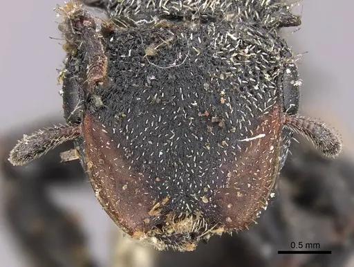 Cephalotes unimaculatus - CASENT0909263