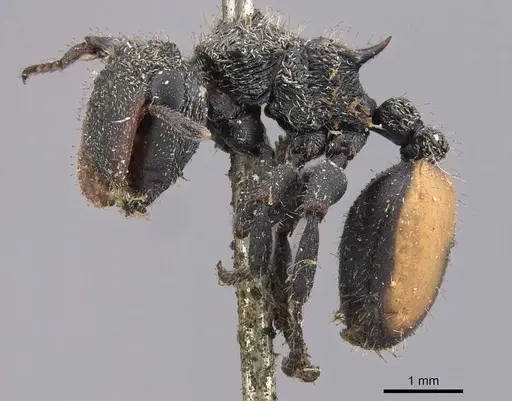 Cephalotes unimaculatus - CASENT0909263
