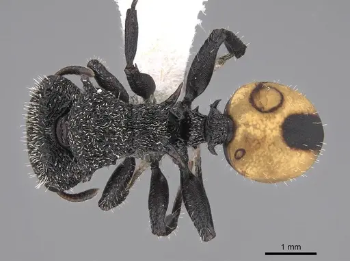 Cephalotes unimaculatus - CASENT0922528