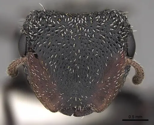 Cephalotes unimaculatus - CASENT0922528