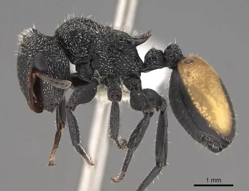 Cephalotes unimaculatus - CASENT0922528