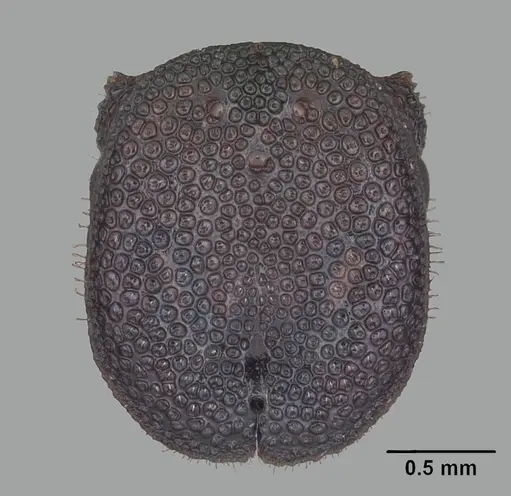 Cephalotes varians specimen