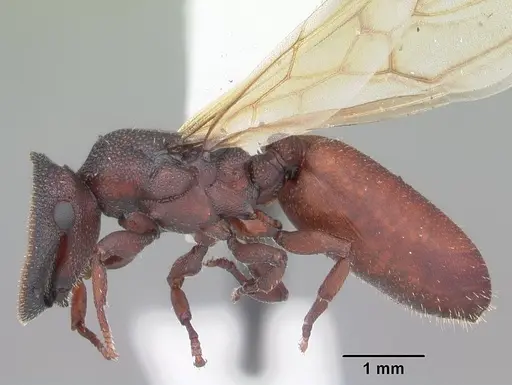 Cephalotes varians specimen
