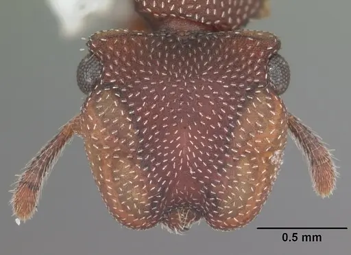 Cephalotes varians - CASENT0103755