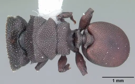 Cephalotes varians - CASENT0103758