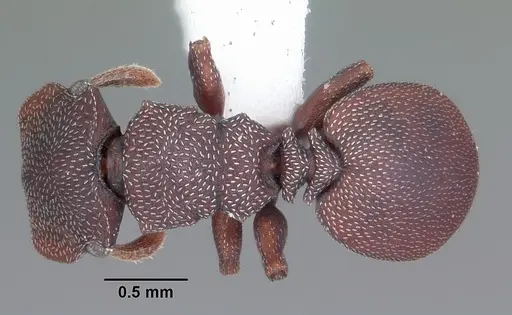 Cephalotes varians - CASENT0103759