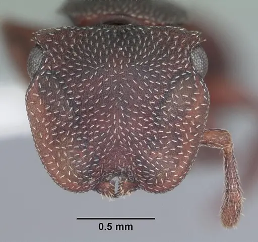 Cephalotes varians - CASENT0103759
