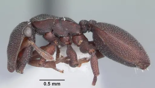 Cephalotes varians - CASENT0103759