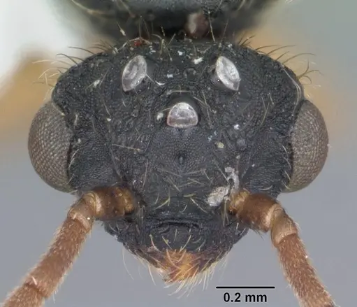 Cephalotes varians - CASENT0103760