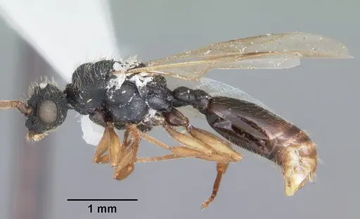 Cephalotes varians - CASENT0103760