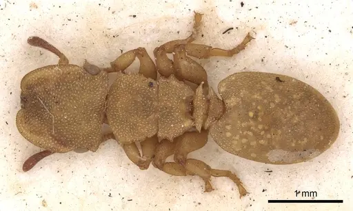 Cephalotes varians - CASENT0900251