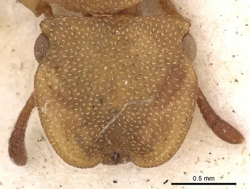 Cephalotes varians - CASENT0900251