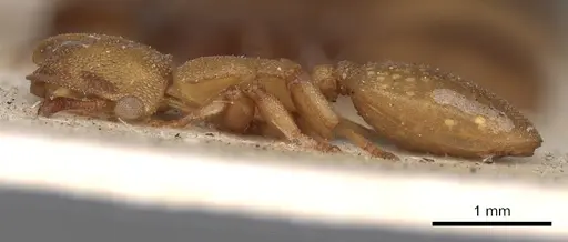 Cephalotes varians - CASENT0900251