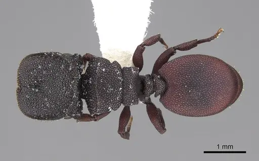 Cephalotes varians - CASENT0922526