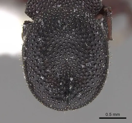 Cephalotes varians - CASENT0922526